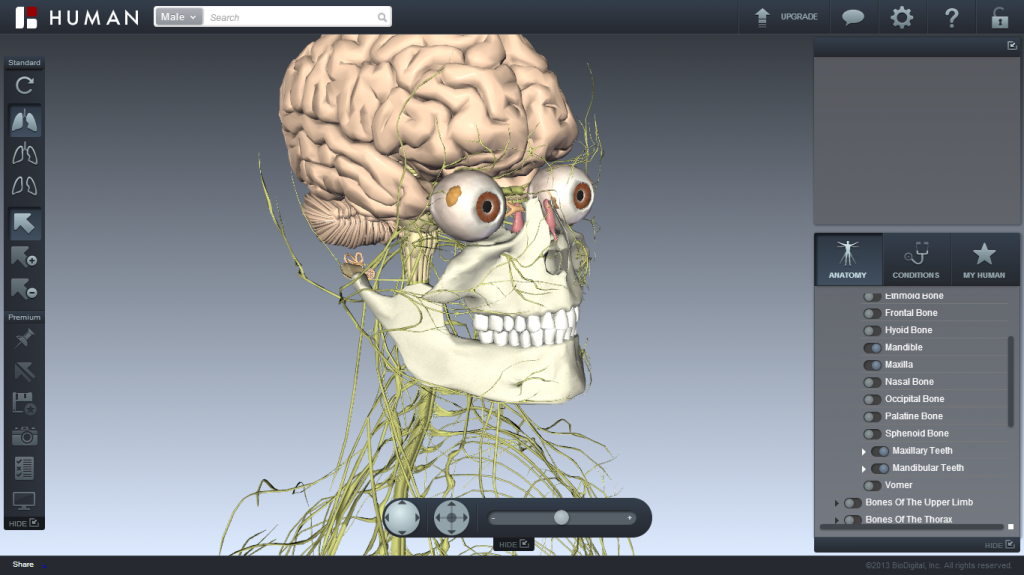 Nervous System with Selective Skeletal System